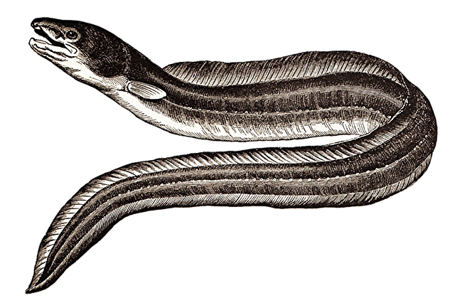 eel paling