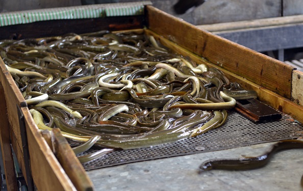 lough neagh eel