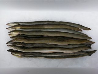 5 kg IJsselmeer Aal - Middel gestript en gepekeld
