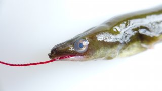 10 kg verse wilde Ierse aal (schoongemaakt NIET gepekeld)