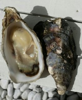 Gillardeau oesters (12 st.)
