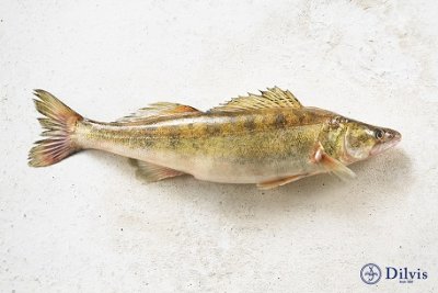 700 gr. Wilde Snoekbaarsfilet 