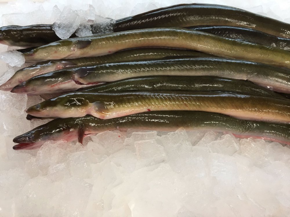 1 kg Ierse aal B kwaliteit (schoongemaakt)