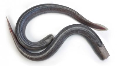 700 gr. dikke moten Bakpaling zonder huid