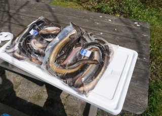 10 kg Wilde Paling Schier 300/700 dv