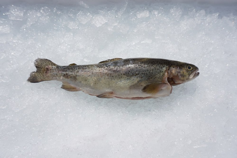 Nat ik heb nodig Tot ziens Forel gepekeld - 1 kg