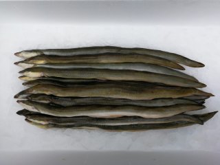 3 kg IJsselmeer AAL Middel gestript en gepekeld