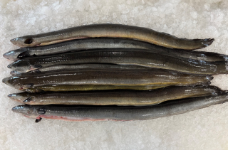 5 kg Wilde Paling NL - 600+ gestript