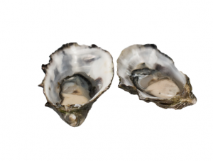 Oesters 